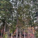 Powhatan 18