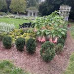 Red Angel's Trumpet at Lewis Ginter Botanical Garden