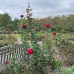 Roses at Lewis Ginter Botanical Garden