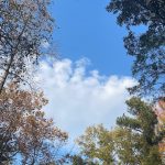 Another walk around the neighborhood 11