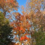 Another walk around the neighborhood