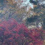Another walk around the neighborhood 16