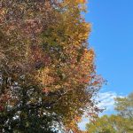 Another walk around the neighborhood 19