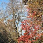 Another walk around the neighborhood 22