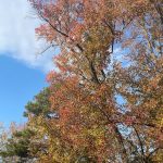 Another walk around the neighborhood 23