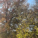 Another walk around the neighborhood 25