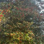 Another walk around the neighborhood 31