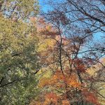 Another walk around the neighborhood 4