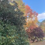 Another walk around the neighborhood 5
