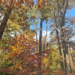 Another walk around the neighborhood 6
