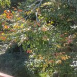 Beech Tree in Hanover, Virginia