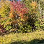Fall Leaves