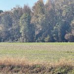 Field in Hanover, Virginia