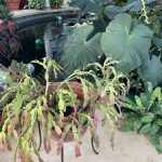 Lewis Ginter Botanical Garden 11