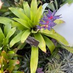 Lewis Ginter Botanical Garden 12