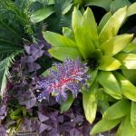 Lewis Ginter Botanical Garden 13