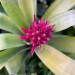 Lewis Ginter Botanical Garden 14