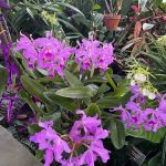 Lewis Ginter Botanical Garden 18