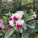 Lewis Ginter Botanical Garden 19