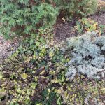 Lewis Ginter Botanical Garden 2