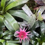 Lewis Ginter Botanical Garden 22