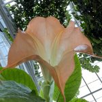 Lewis Ginter Botanical Garden 25