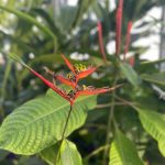 Lewis Ginter Botanical Garden 26