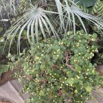 Lewis Ginter Botanical Garden 27