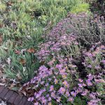 Lewis Ginter Botanical Garden 30