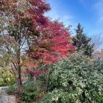 Lewis Ginter Botanical Garden 33