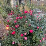 Lewis Ginter Botanical Garden 38 Roses
