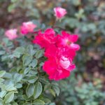 Lewis Ginter Botanical Garden 40 Roses