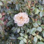Lewis Ginter Botanical Garden 42 Rose