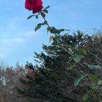 Lewis Ginter Botanical Garden 44 Rose