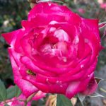 Lewis Ginter Botanical Garden 45 Roses