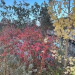 Lewis Ginter Botanical Garden 48