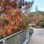Lewis Ginter Botanical Garden 49