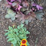 Lewis Ginter Botanical Garden 50
