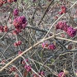 Lewis Ginter Botanical Garden 6