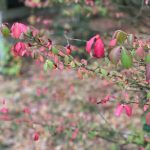 My Yard - Burning Bush