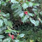 My Yard - Holly