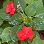 My Yard - Impatiens