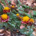 My Yard - Marigolds