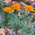 My Yard - Marigolds 2