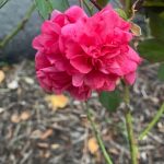 My Yard - Rose