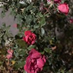 Shopping Trip 11 - Rose
