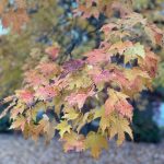 Shopping Trip - Maple