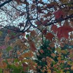 Walk around the neighborhood 11