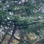 Walk around the neighborhood 13
