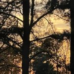Walk around the neighborhood 15